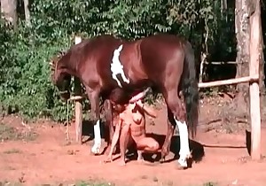Zoophilic sex with a stallion