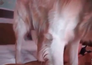 Animal sex lover adores sperm and bestiality